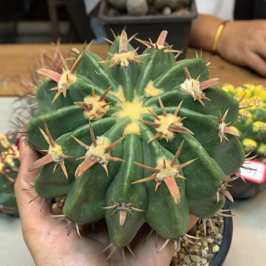 33号 苗接短刺宽刺凌波球体13公分 无根