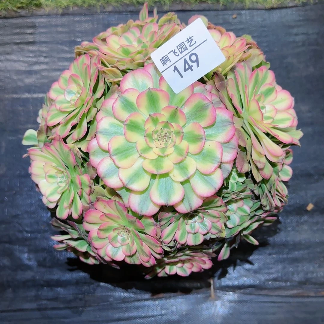 〽️149多肉 粉体月婵法师