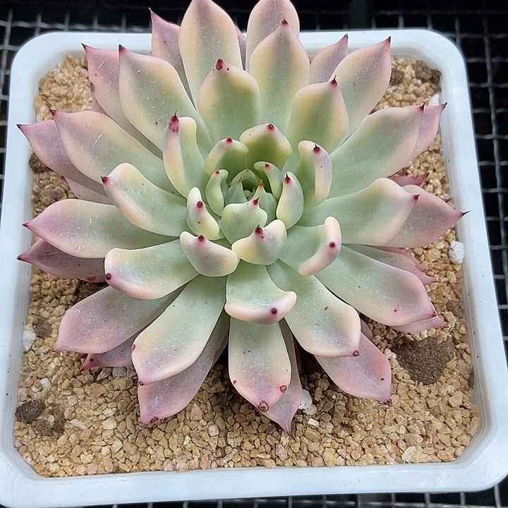 红爪锦多肉植物的