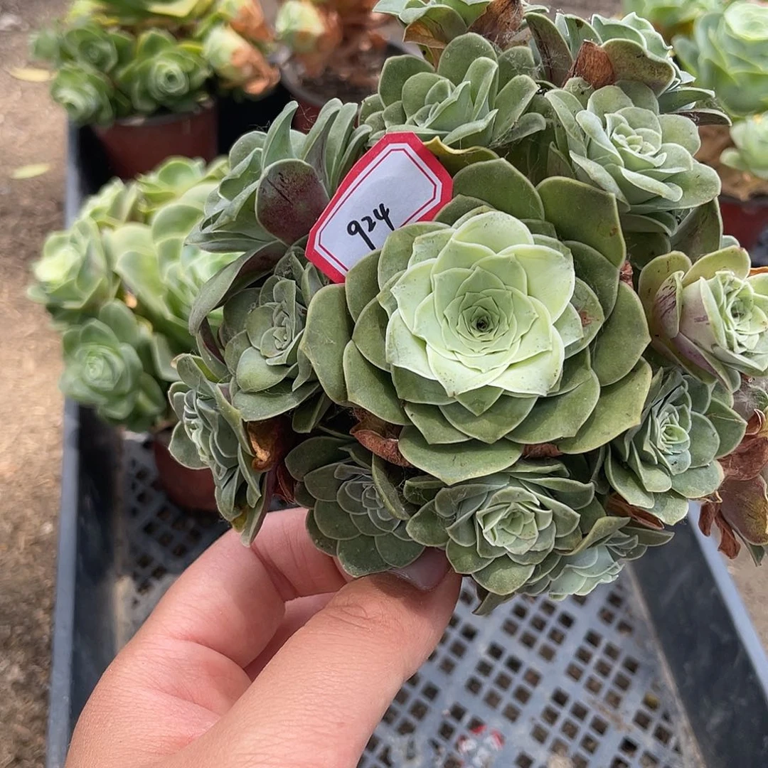 山地玫瑰多肉不售后 924