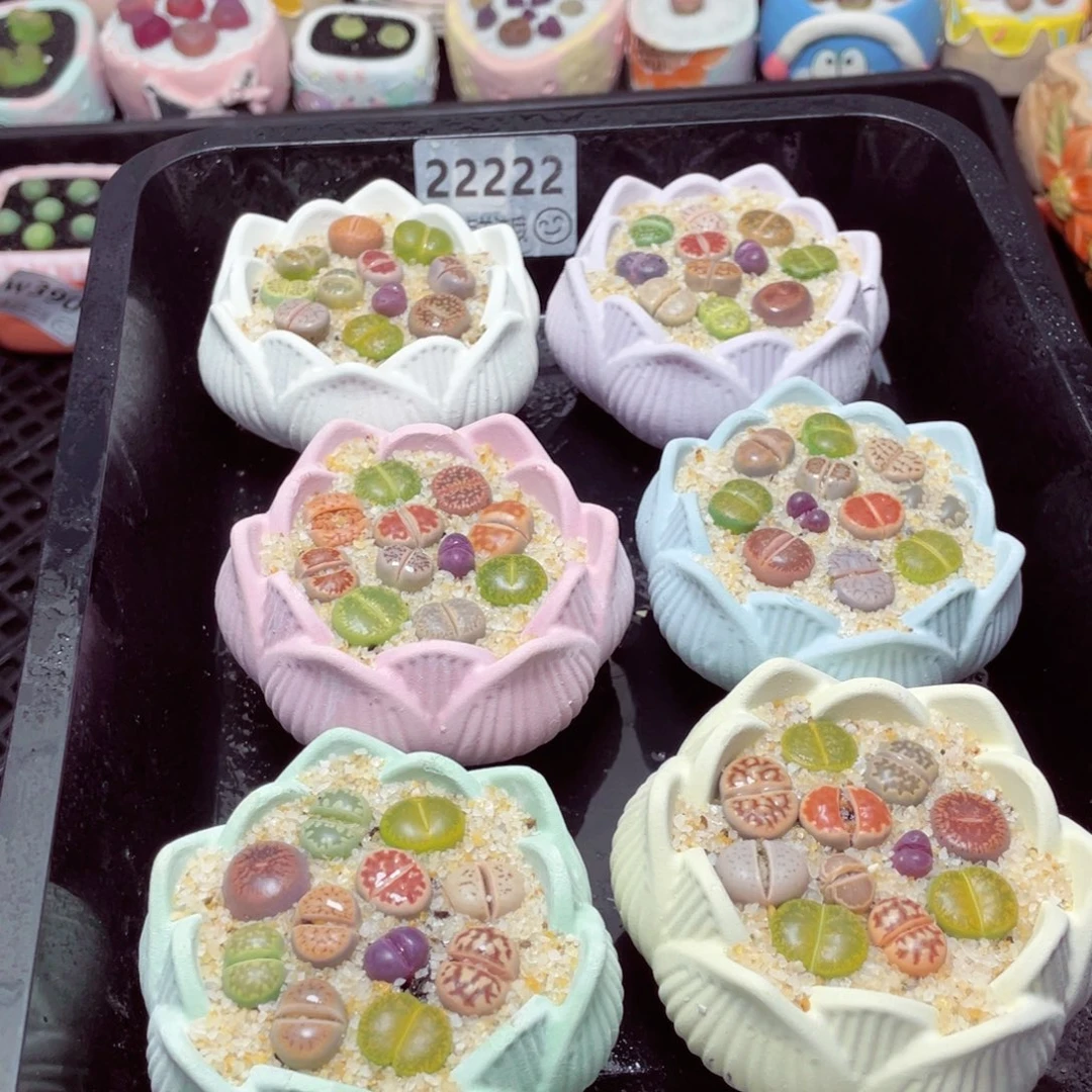 w22222-莲花速干生石花，一份一盆量拍