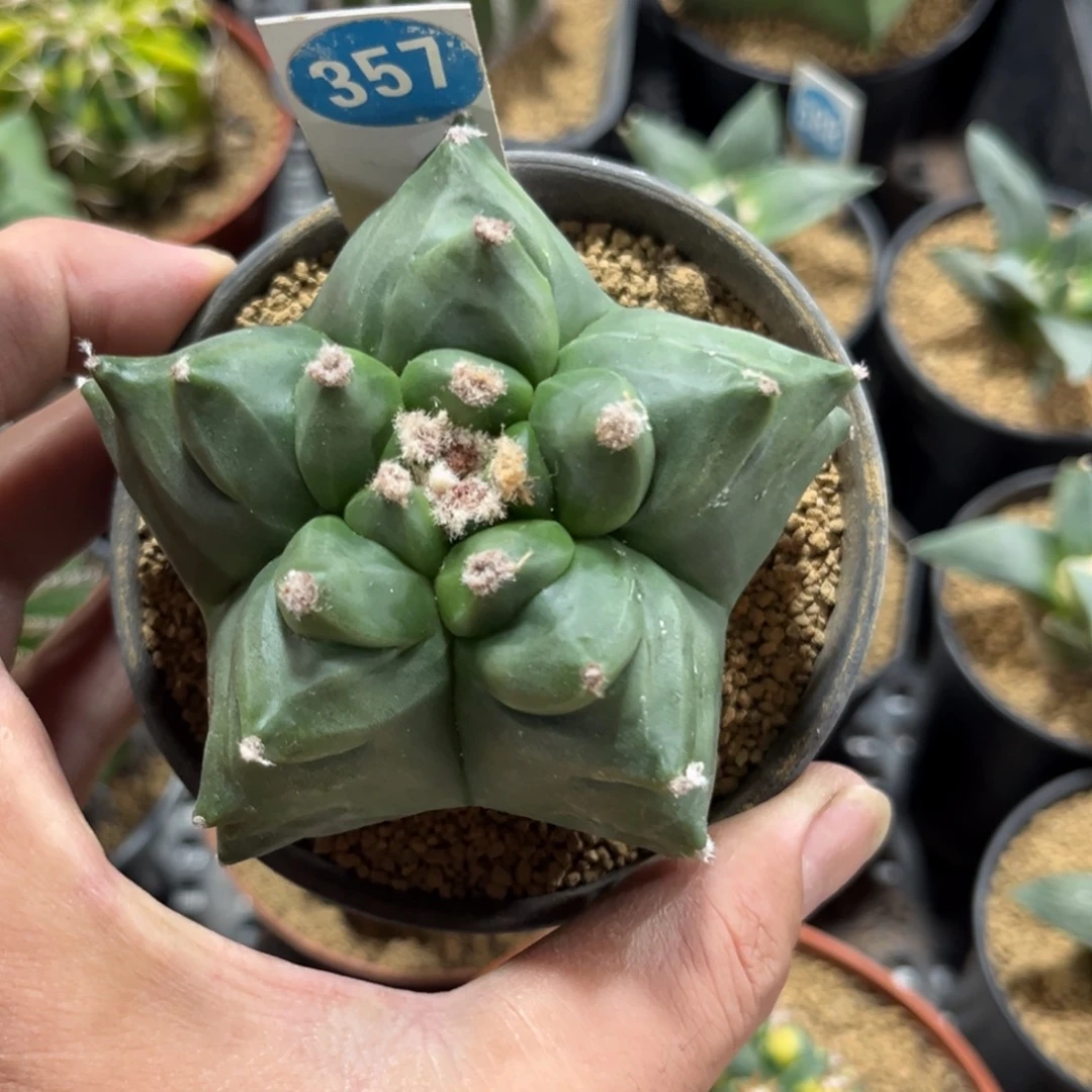 357实生龟甲鸾凤玉带盆