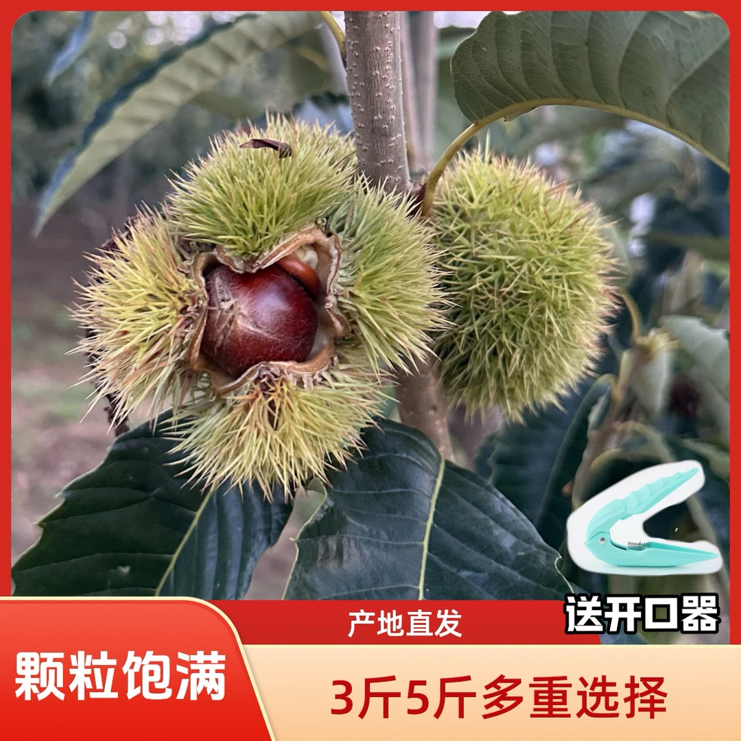 【遵化京东板栗】老树带壳板栗 现摘现发新鲜自然成熟香甜粉面板栗