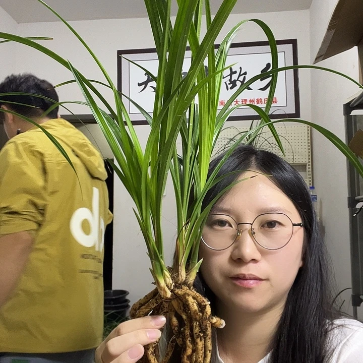 大部分开放少量花苞