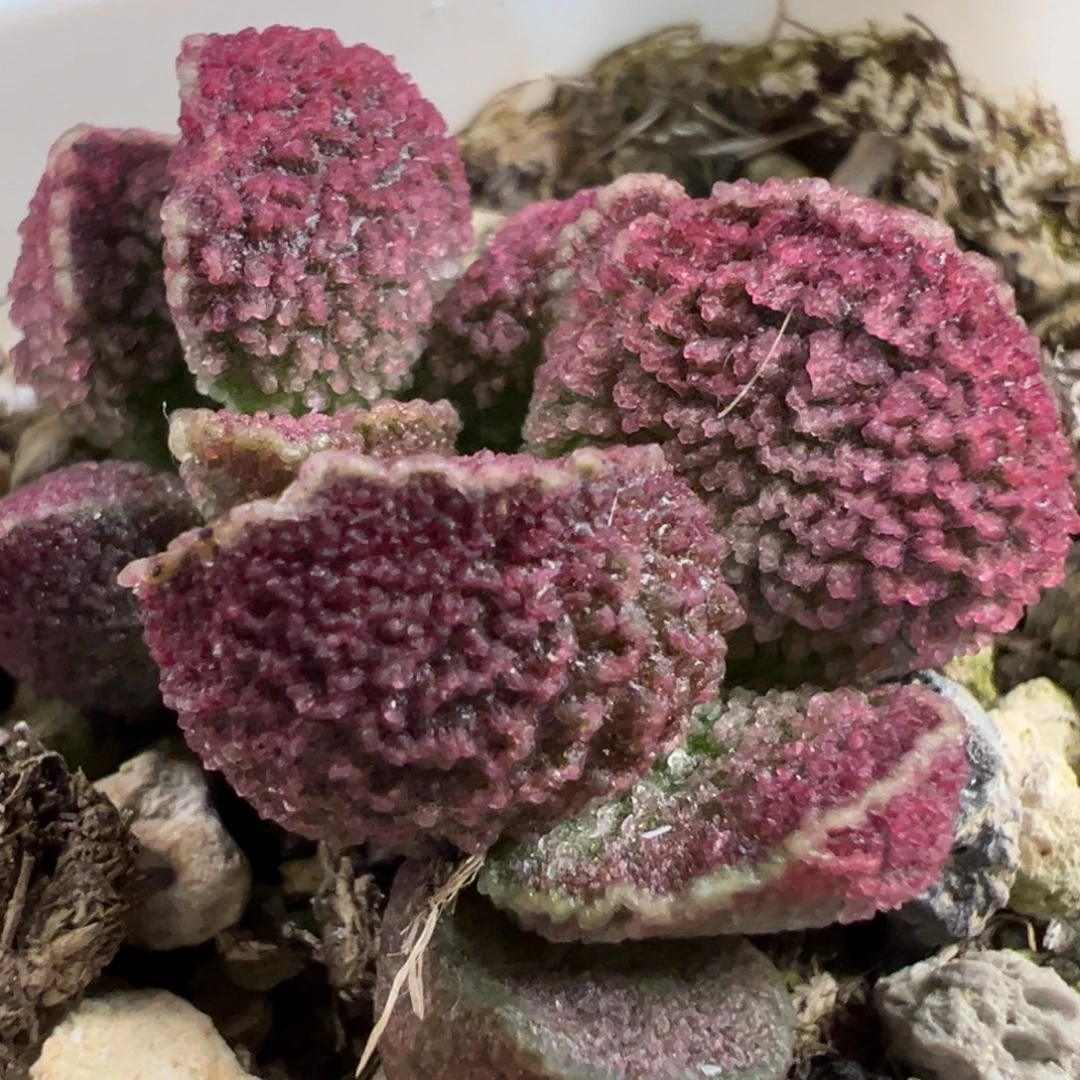 实生新品多肉植物水泡多肉植物