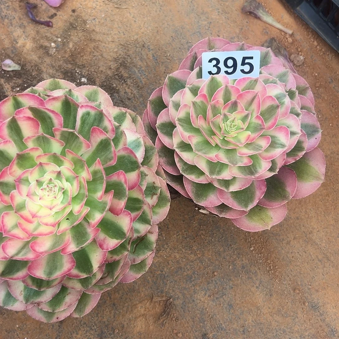 蓝***毛精品多肉植物395倾城2盆