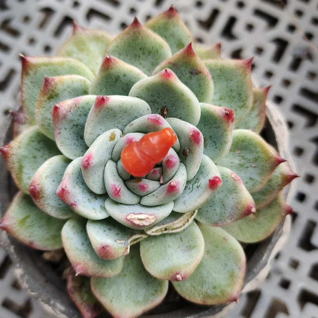 南红玛瑙小葫芦配饰多样性发其一