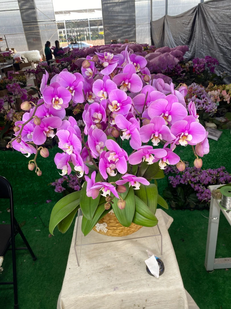 【安娜组盆】大花（粉红色系）耐活好养办公室客厅喜庆蝴蝶兰