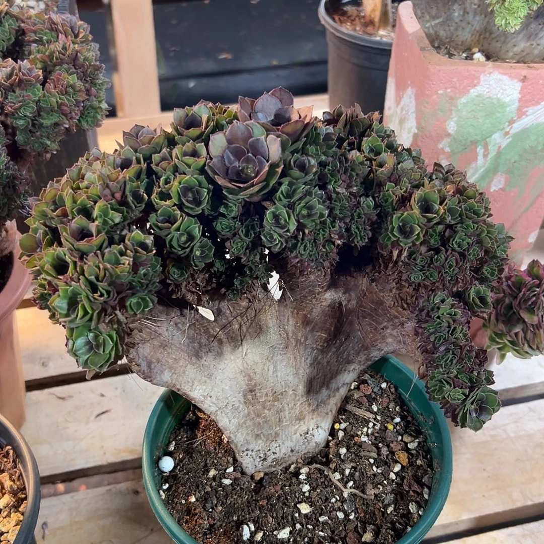 万圣节朵朵缀化老桩