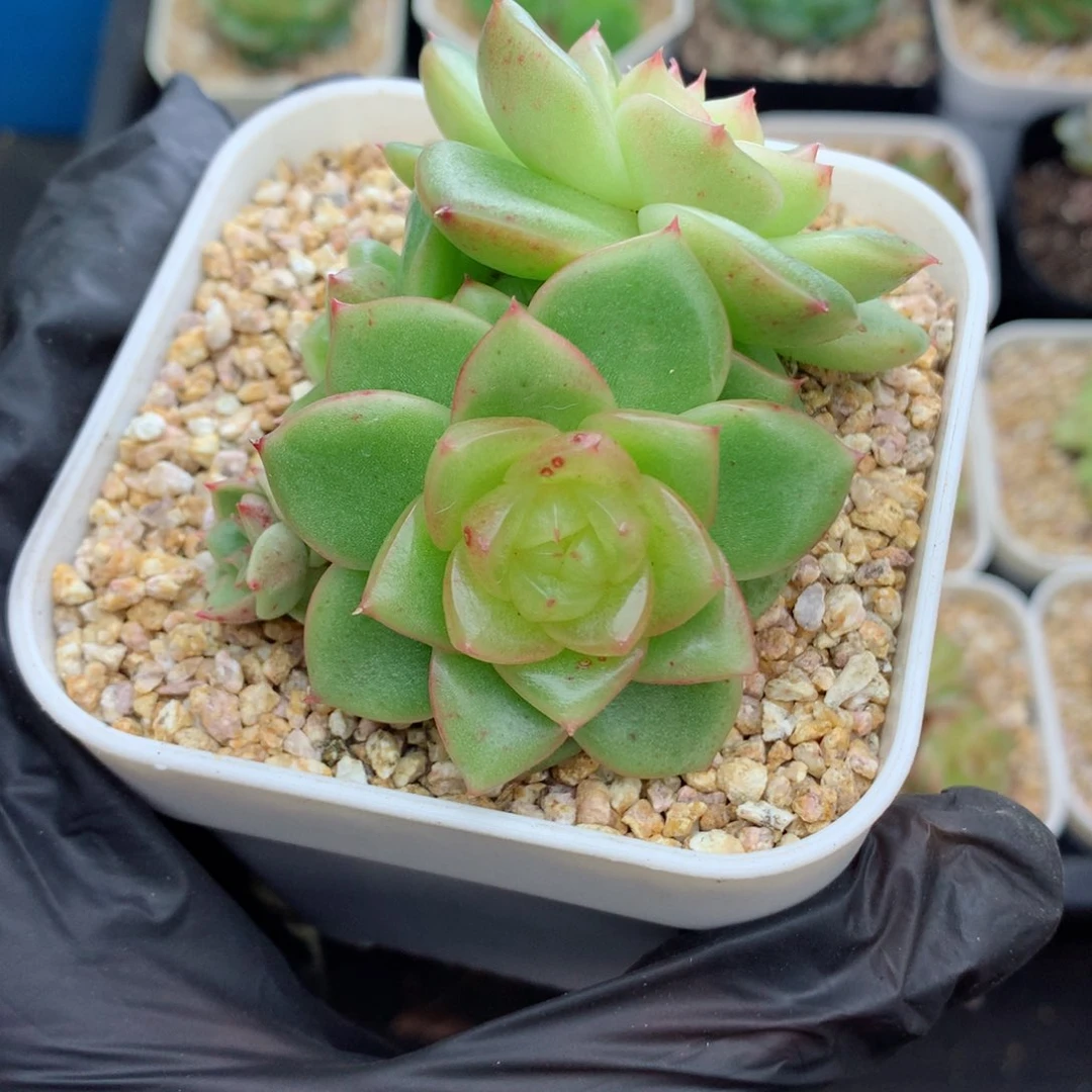 58包邮  群生不包整玉芷珍妮48