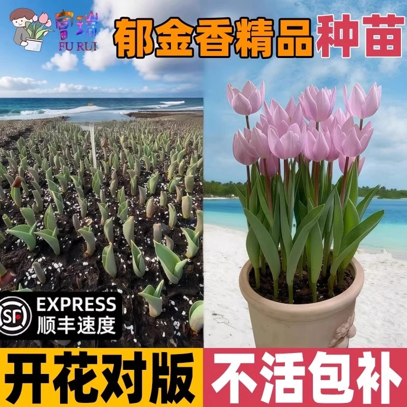 郁金香苗子土培花卉进口郁金香种球花苗盆栽好养活开花快植物种苗