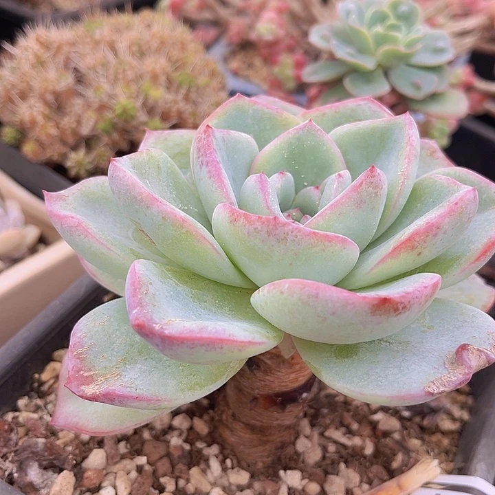 泡芙2564多肉植物