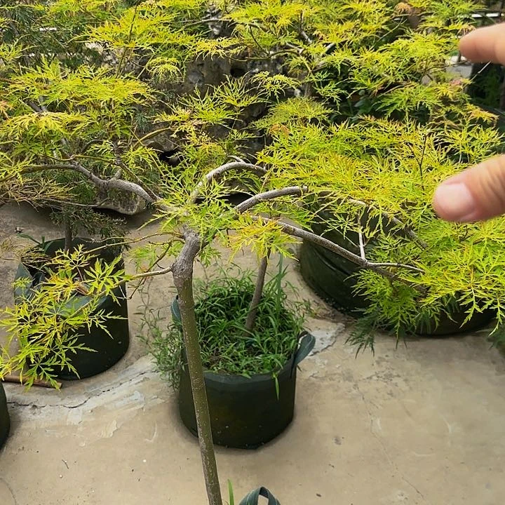 金丝黄羽毛枫一物一拍