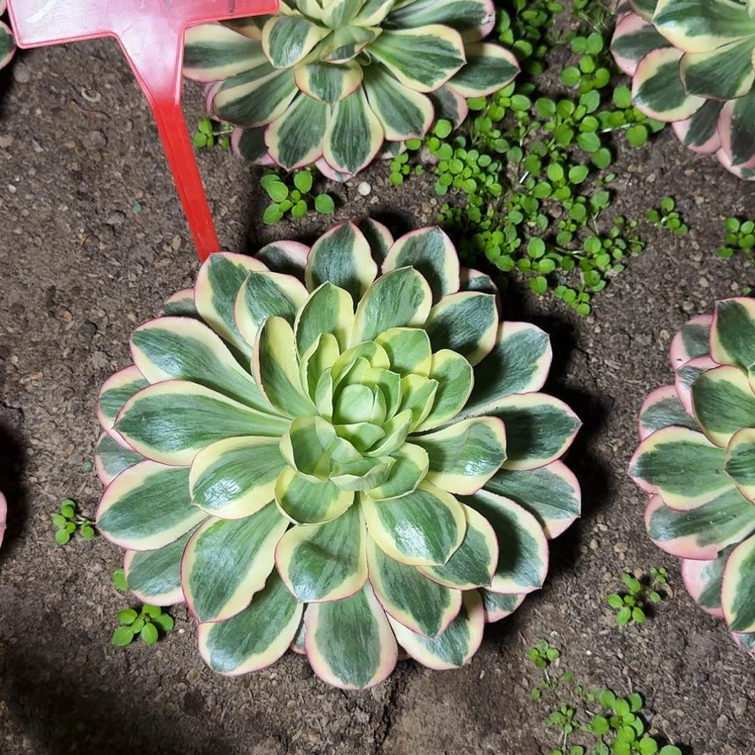 3-8499如意多肉法师