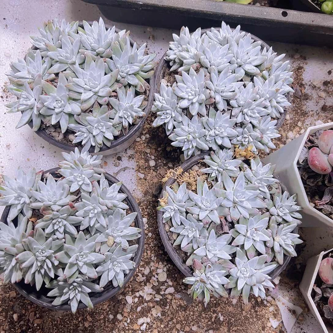 10到20头白菊19包邮