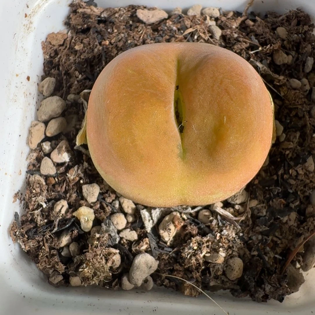 桃喜花园0626-56蟠桃