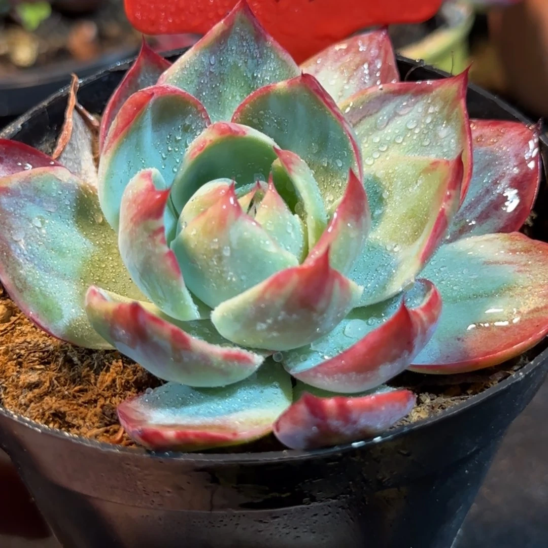 花脸拉丝惊鸿一物一拍包装收缩花旱273