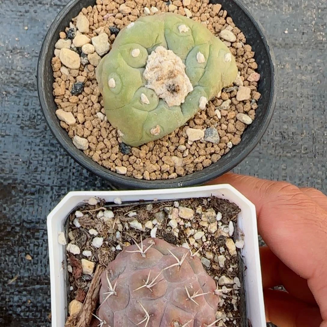 满30包邮仙人球00