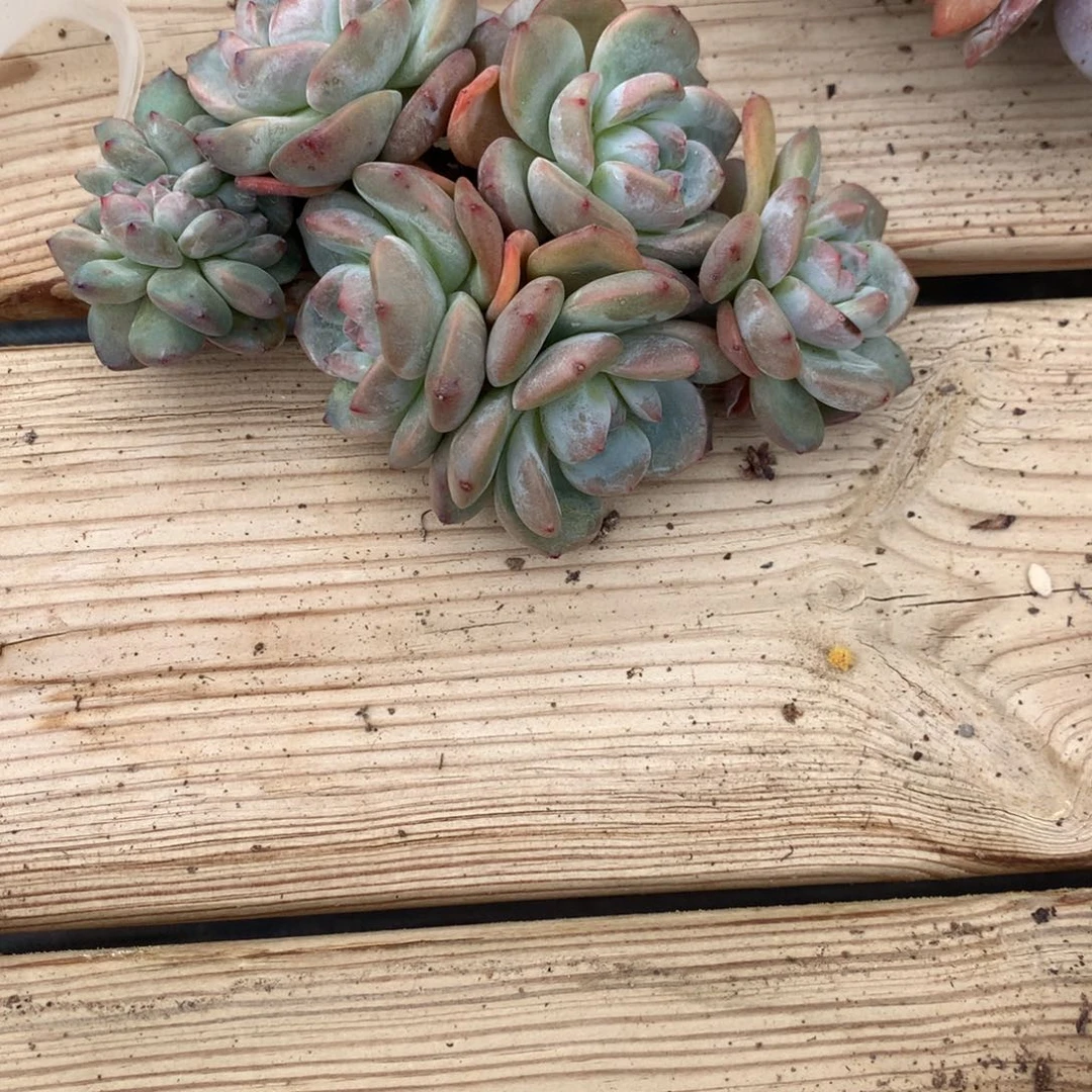 你***呀谢谢突尼斯寄养多肉