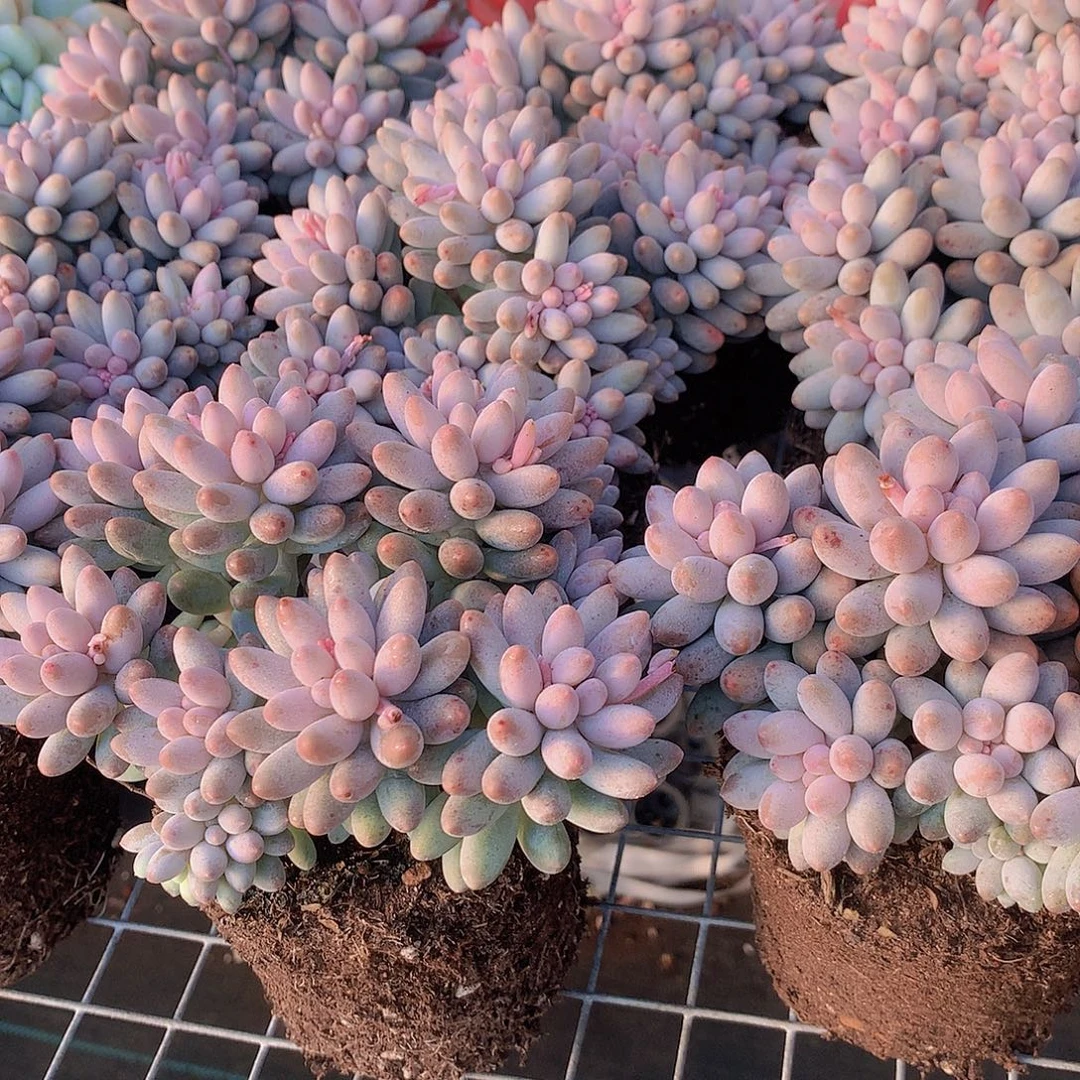 婴儿手指1356778899999