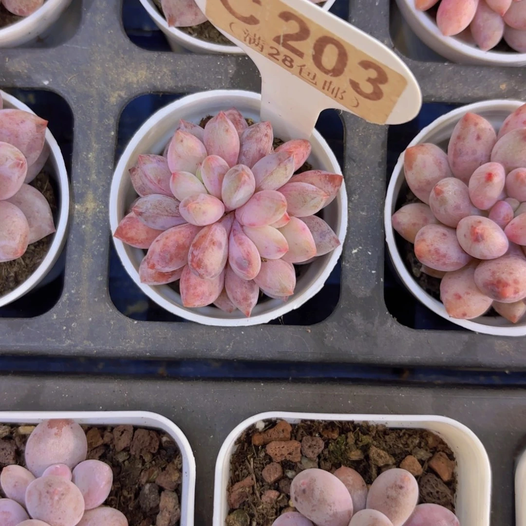 C203半夏一物一拍