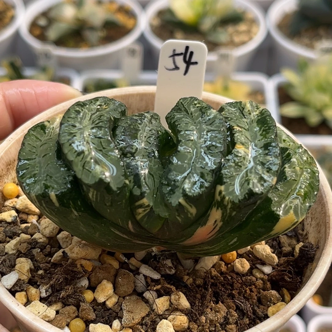 54北斋玉扇锦福利专场