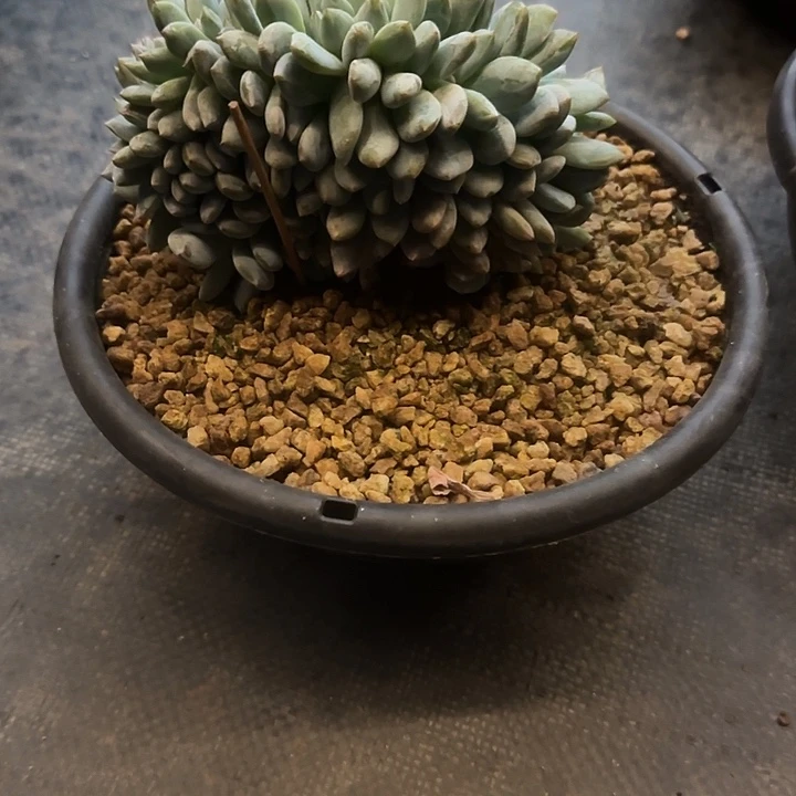 a***子多肉植物一物一拍
