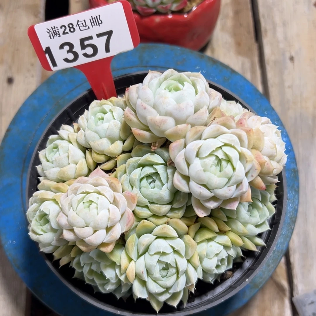 1357白月影，冠服14