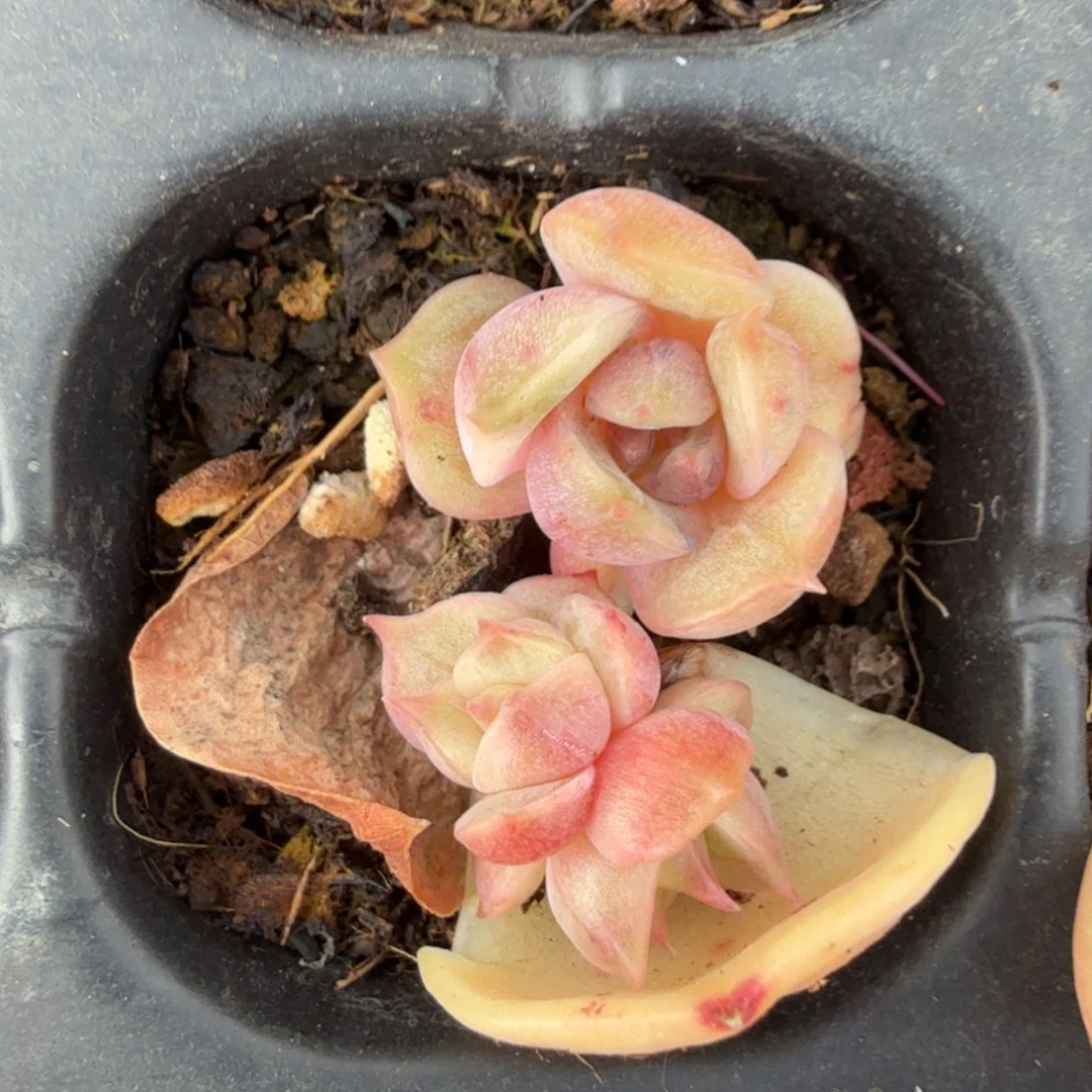 湖拉丝锦群生一群