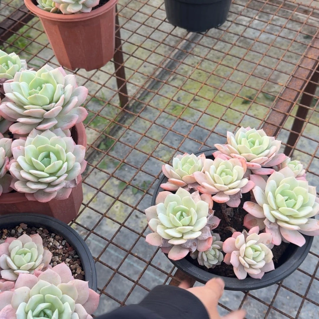 粉恋曲多肉植物的