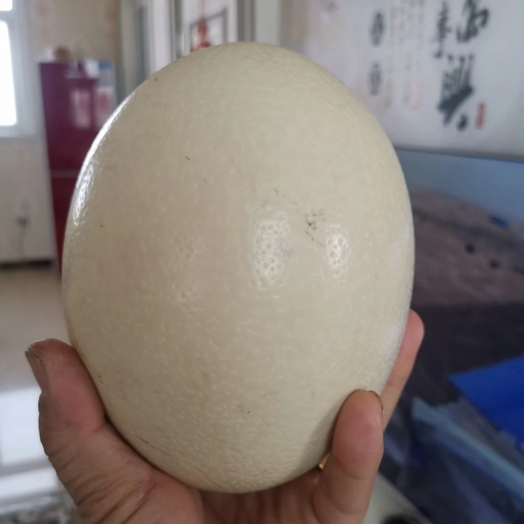 农村自家养殖鸵鸟蛋，