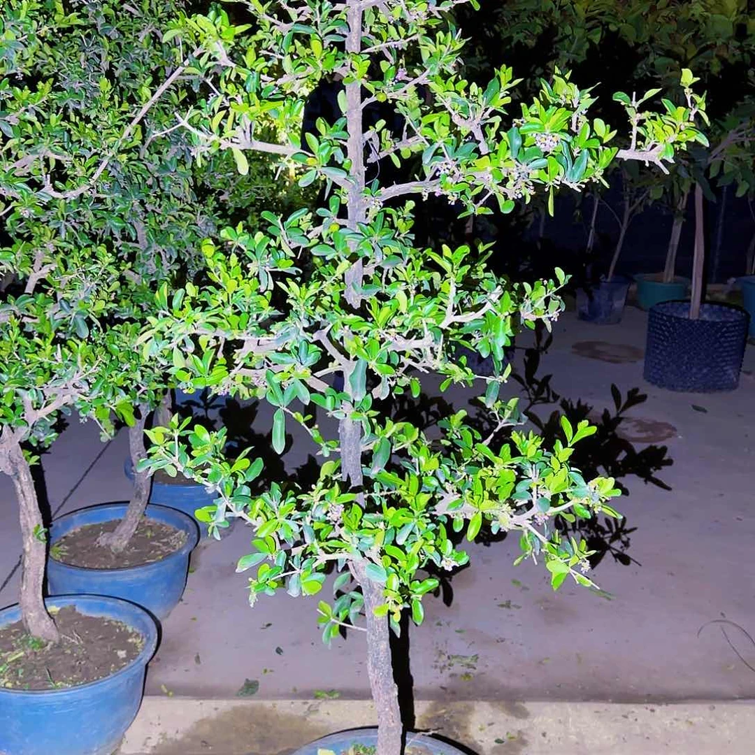 常****业果树11111111111111