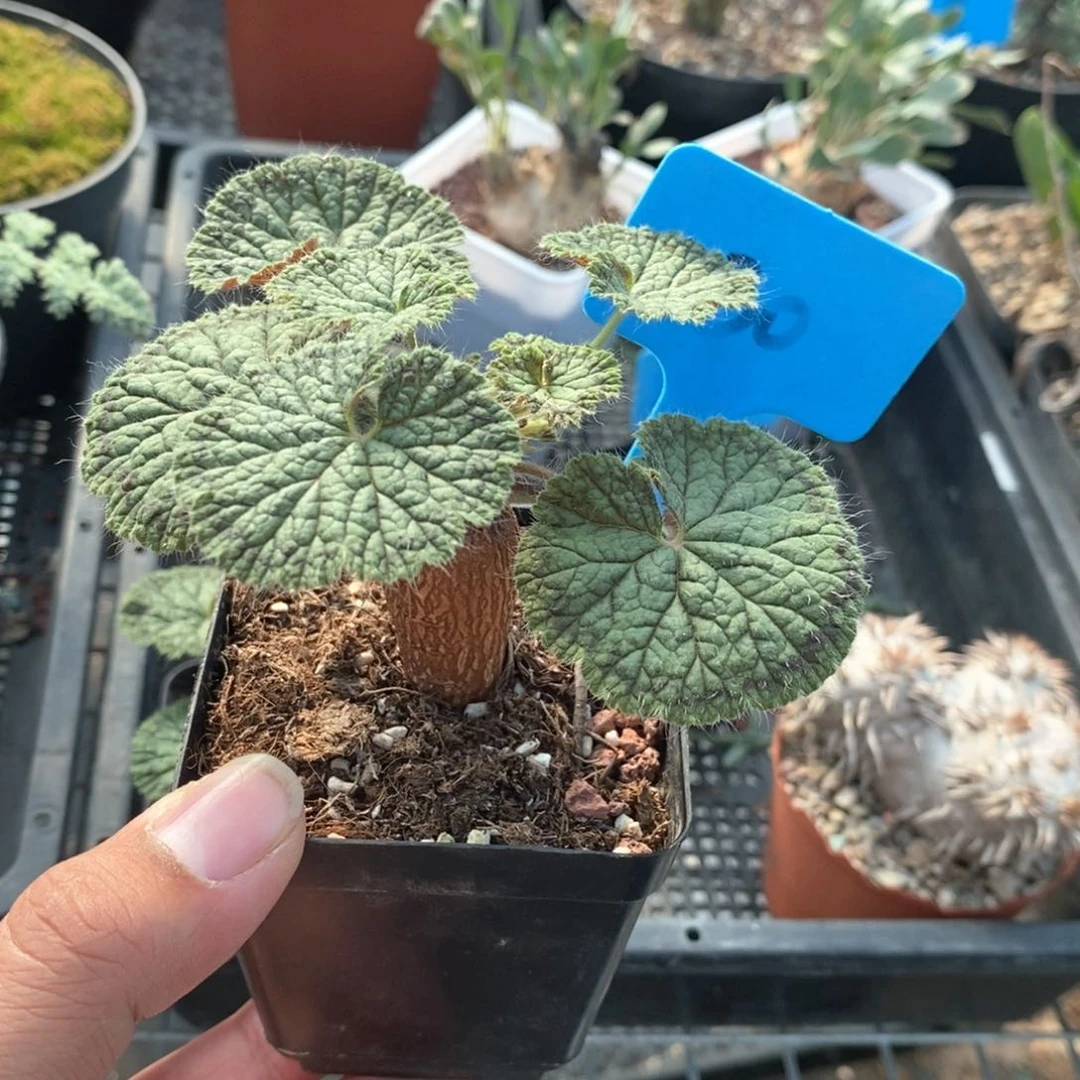 圆叶杨奎多肉植物