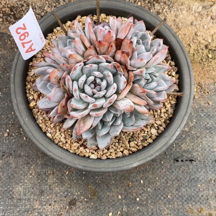 792 满20包邮脱土发货