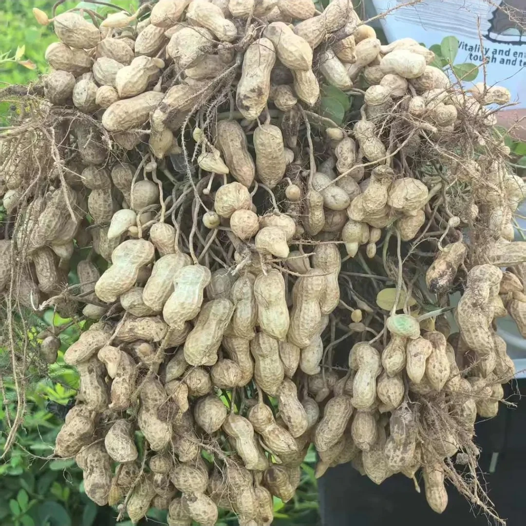 新鲜花生今年新出湿花生颗粒饱满带泥带壳粉皮花生新鲜现挖薄皮