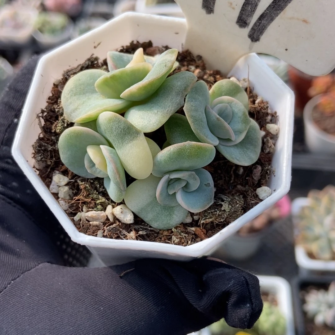 1991可爱玫瑰锦多肉