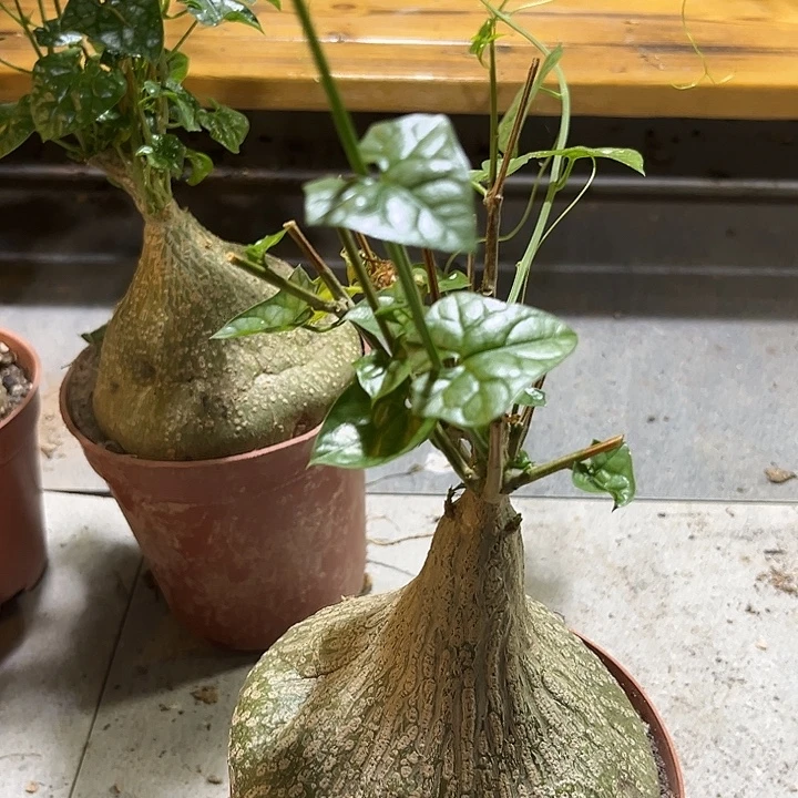 汤圆植物银叶睡布袋原价88