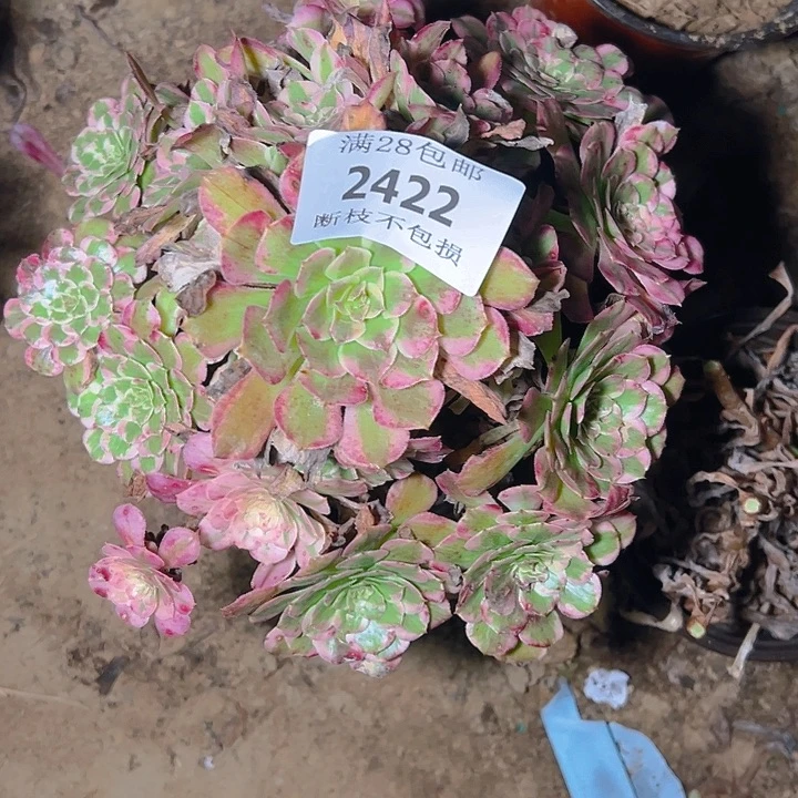 2422霁月多肉植物保护