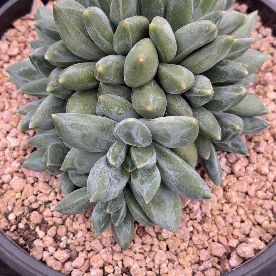 小***蔡8.7-8重楼11111111