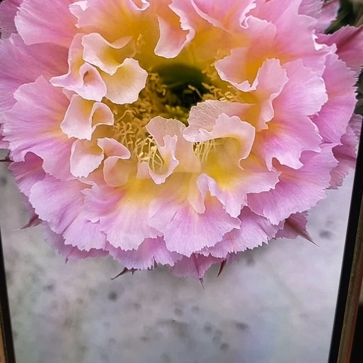 彩草妩媚9公分左右瑕疵