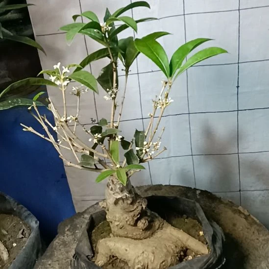 老***李完全开放佛顶珠桂花