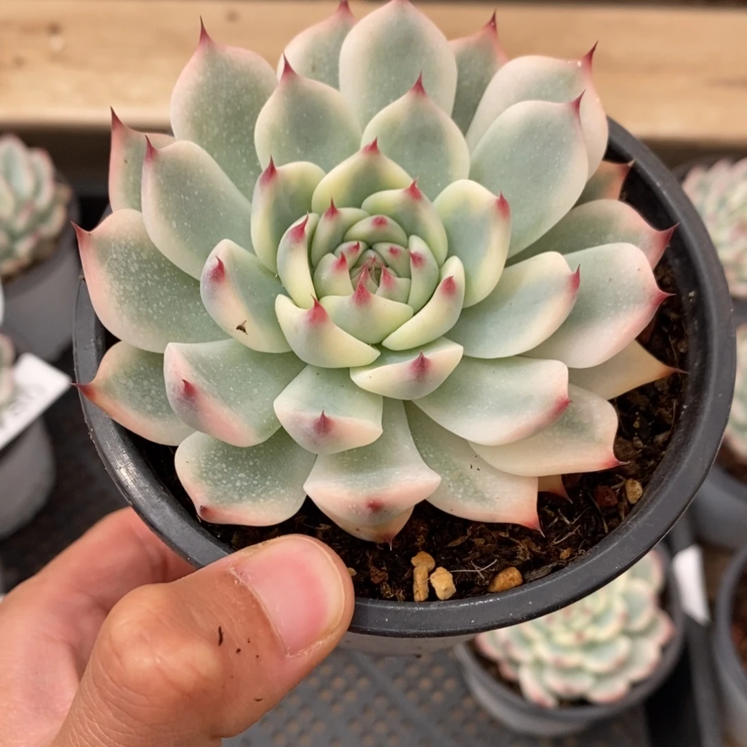 吉娃娃锦多肉植物8782