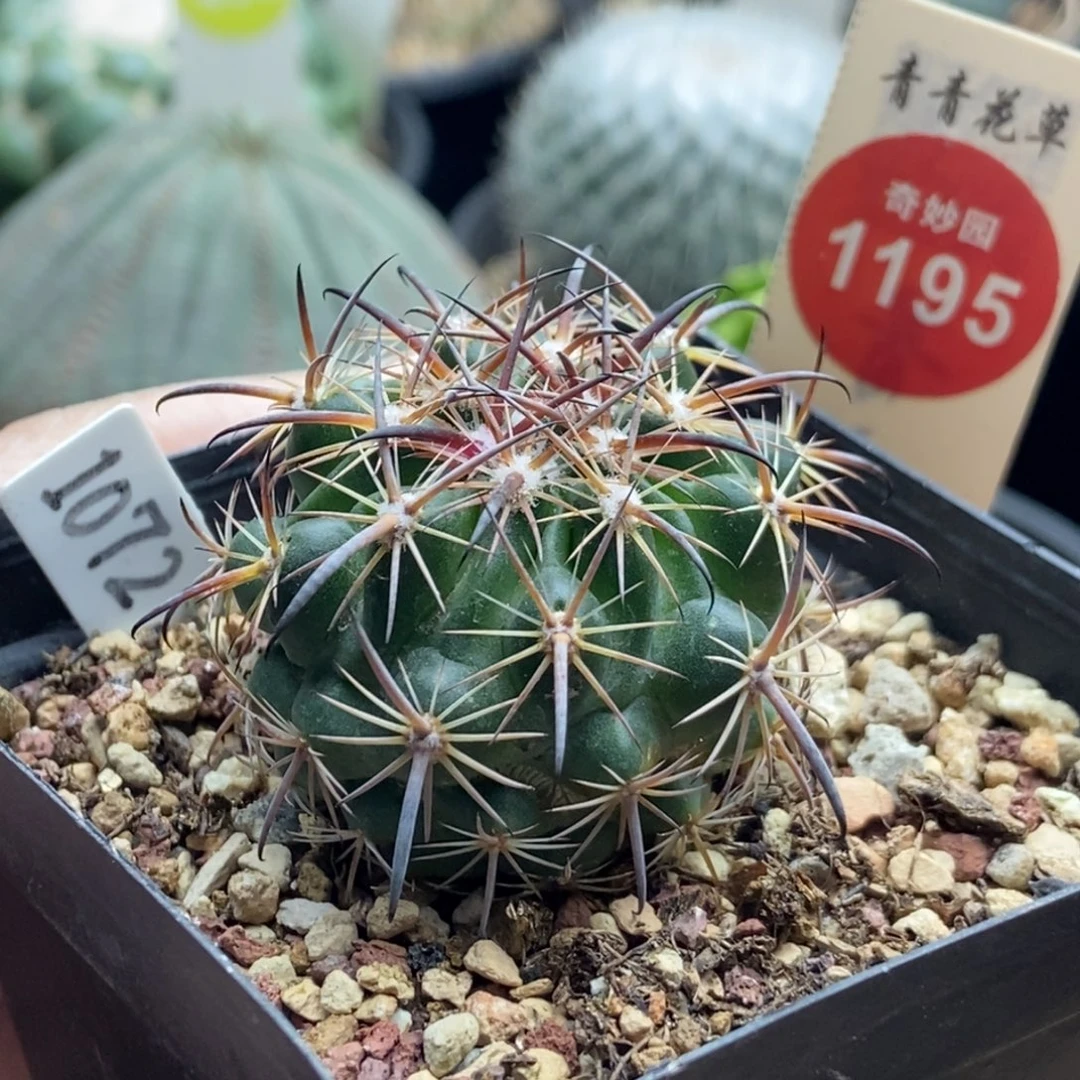 实生豪刺琥爪玉3.7cm