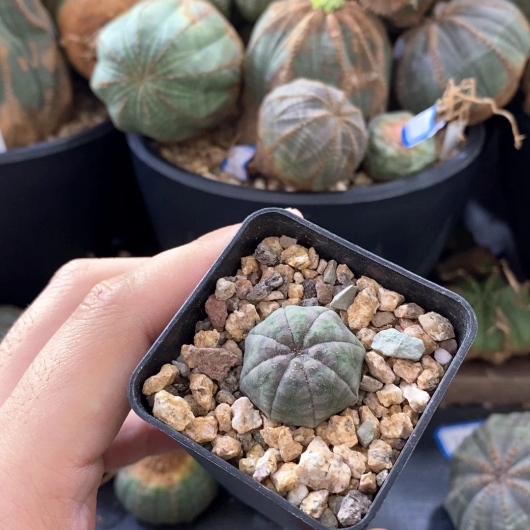 26 欧系实生布纹球多肉植物