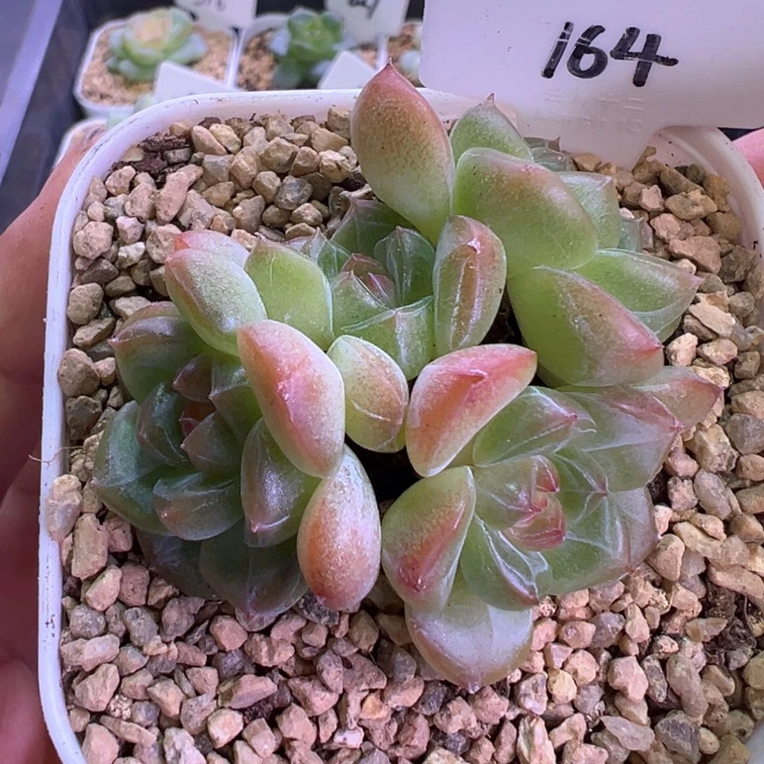 164号琴心4头晗雨多肉