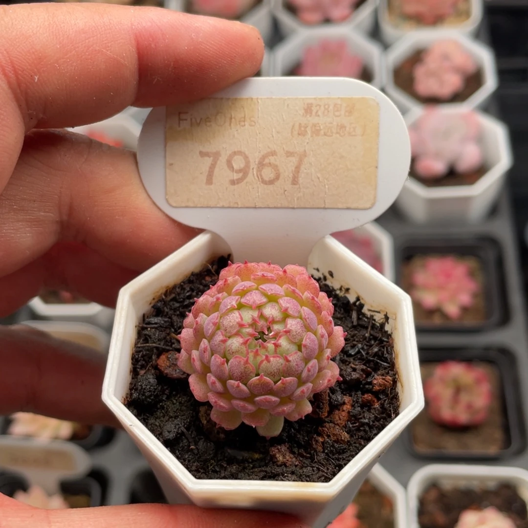 小红衣7967-3厘米