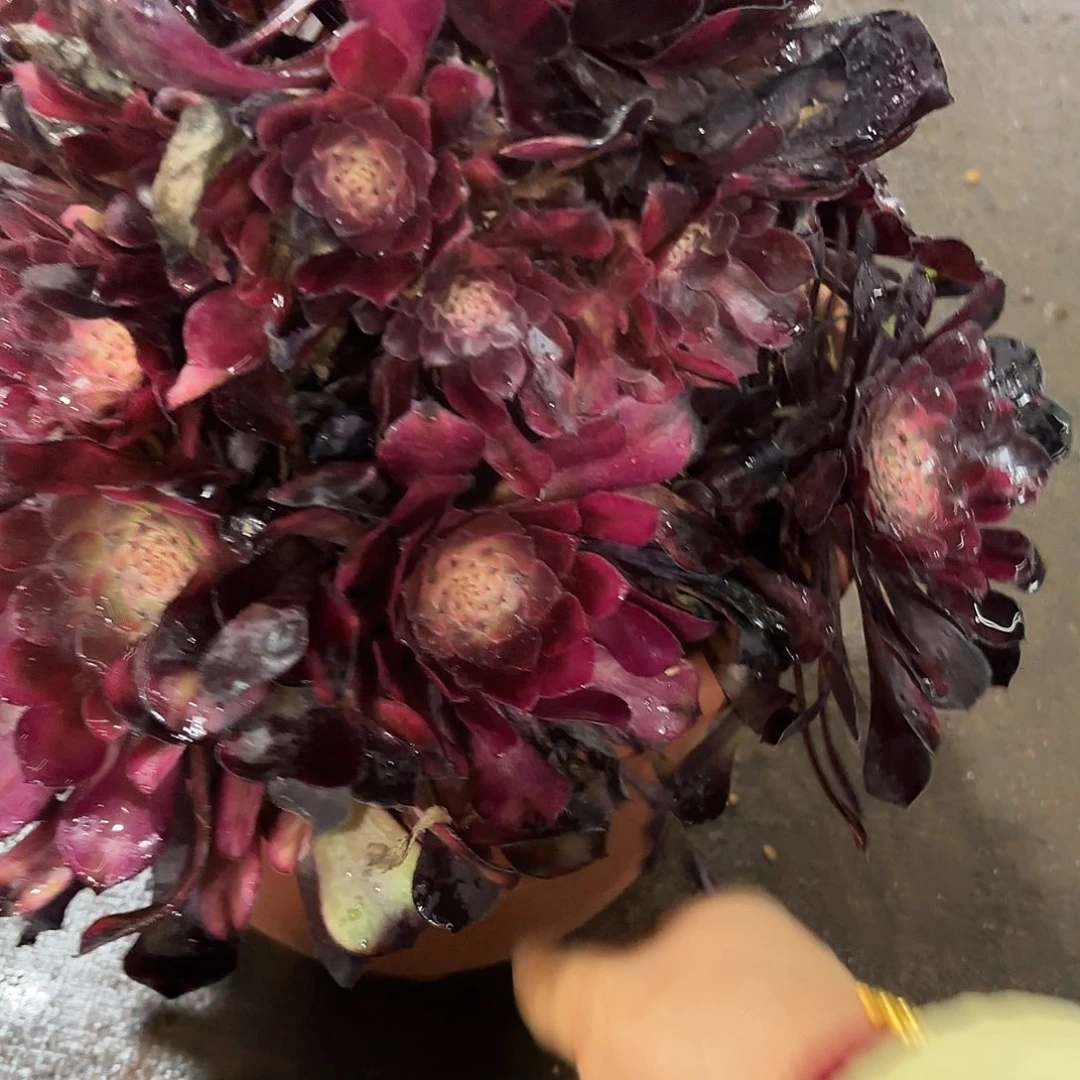 冷*?多肉植物福利317