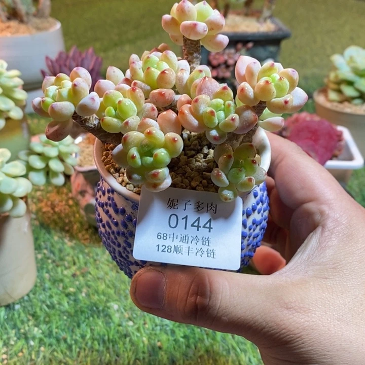 0144啊啊啊啊啊啊啊啊啊啊