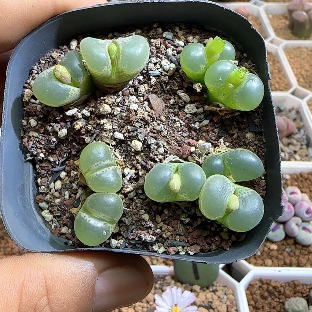 好看的风铃。   54013
