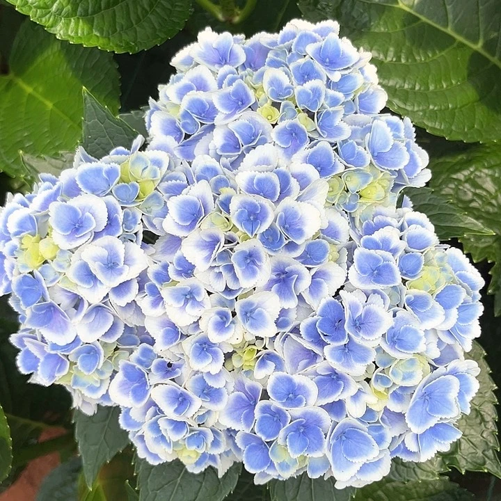 绣球基地现采K80
